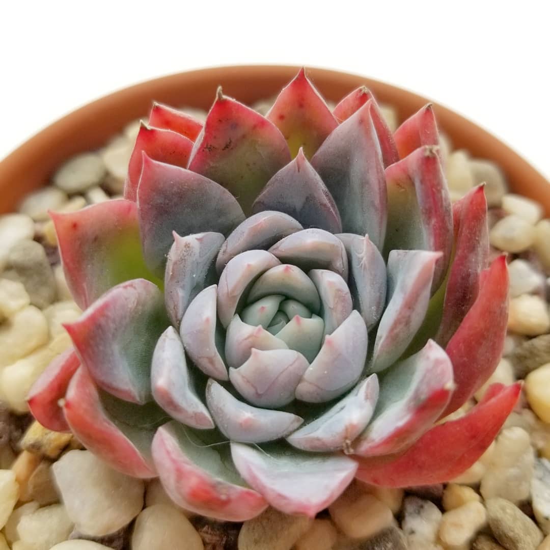 雪莲和女王玫瑰杂交 Echeveria 'White Curry' 