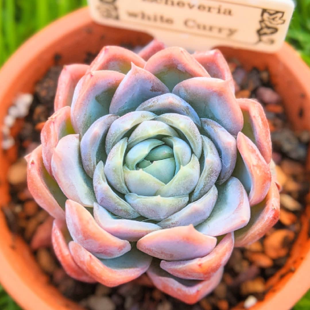 雪莲和女王玫瑰杂交 Echeveria 'White Curry' 