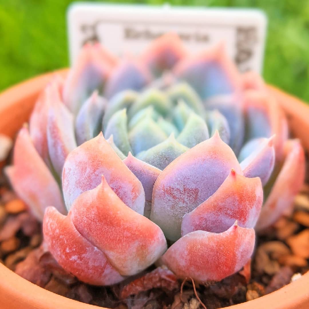 雪莲和女王玫瑰杂交 Echeveria 'White Curry' 