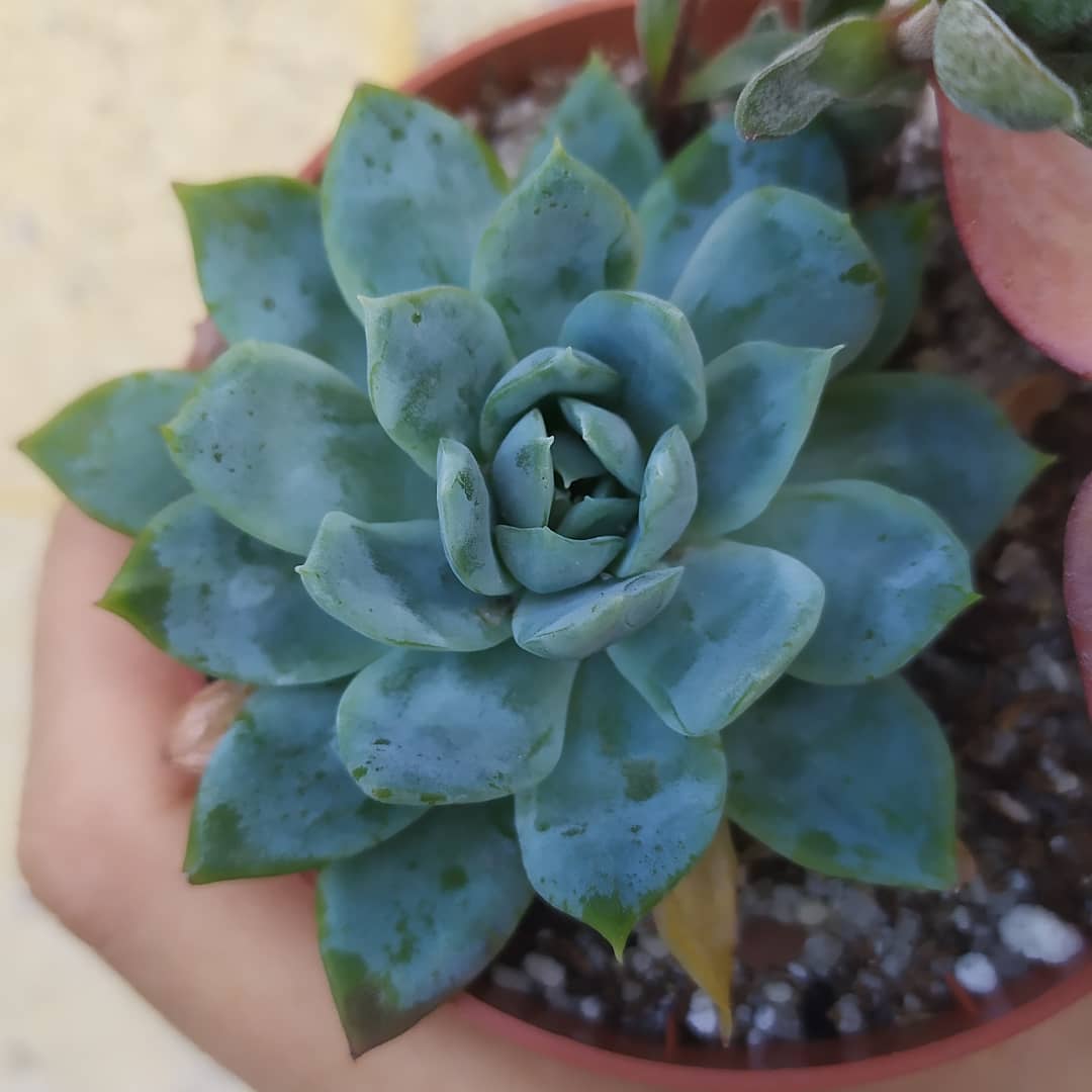 雪莲和女王玫瑰杂交 Echeveria 'White Curry' 