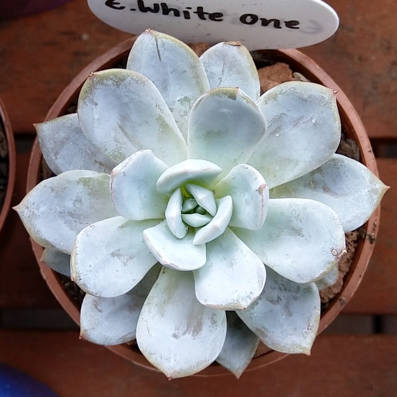 Echeveria 'White One'