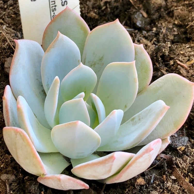 Echeveria 'White One'