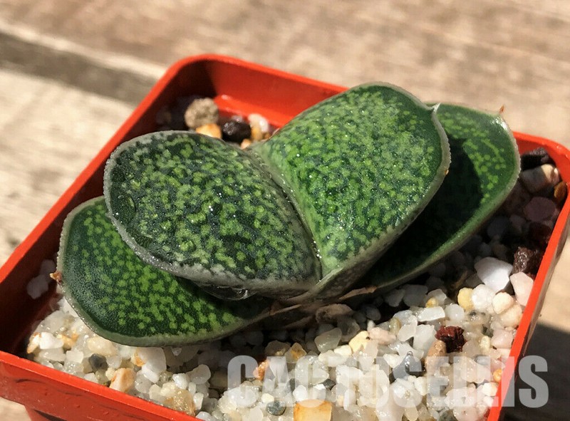 假芦荟 Gasteria brachyphylla var. bayeri 