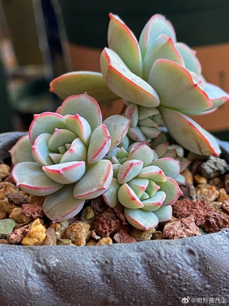 比利时玫瑰