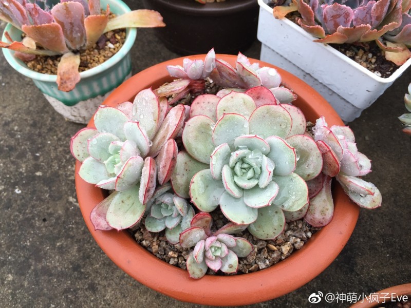 比利时玫瑰