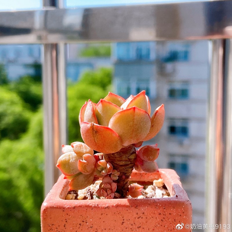 比利时玫瑰