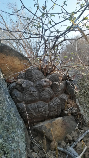 南非龟甲龙