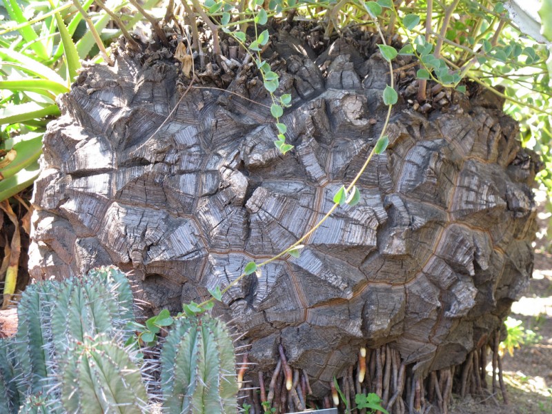 南非龟甲龙
