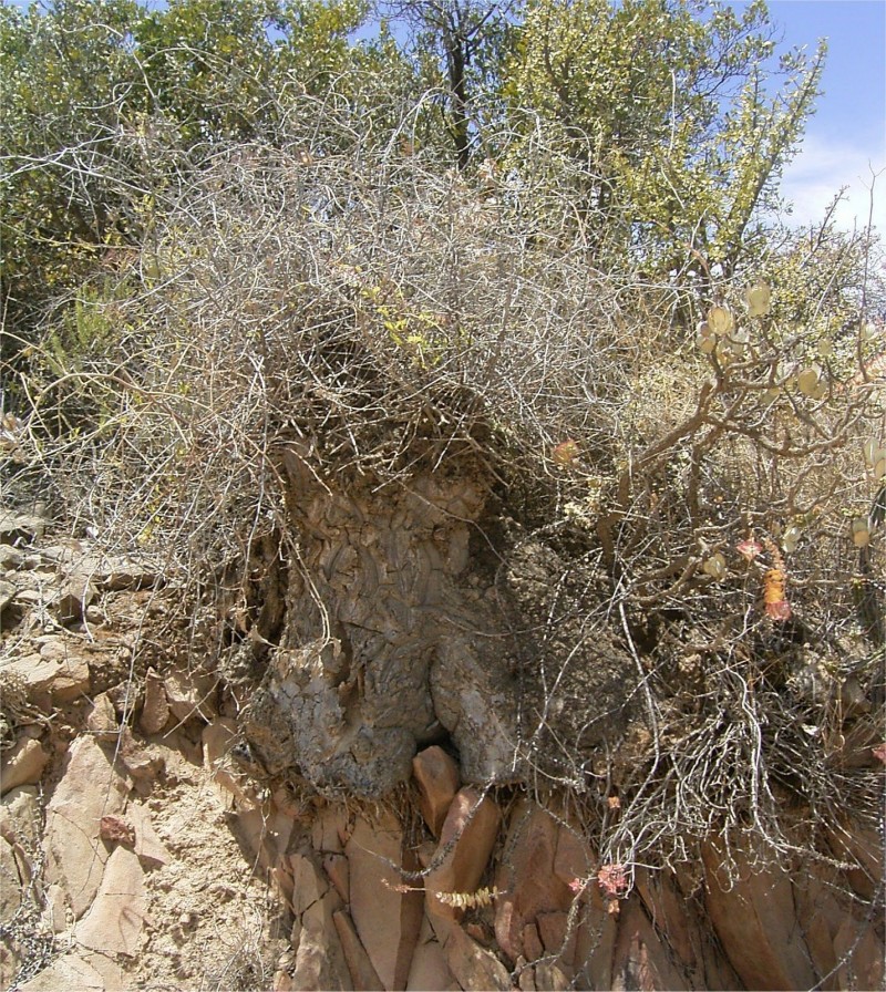 半圆龟甲龙 Dioscorea hemicrypta