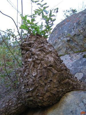 半圆龟甲龙 Dioscorea hemicrypta