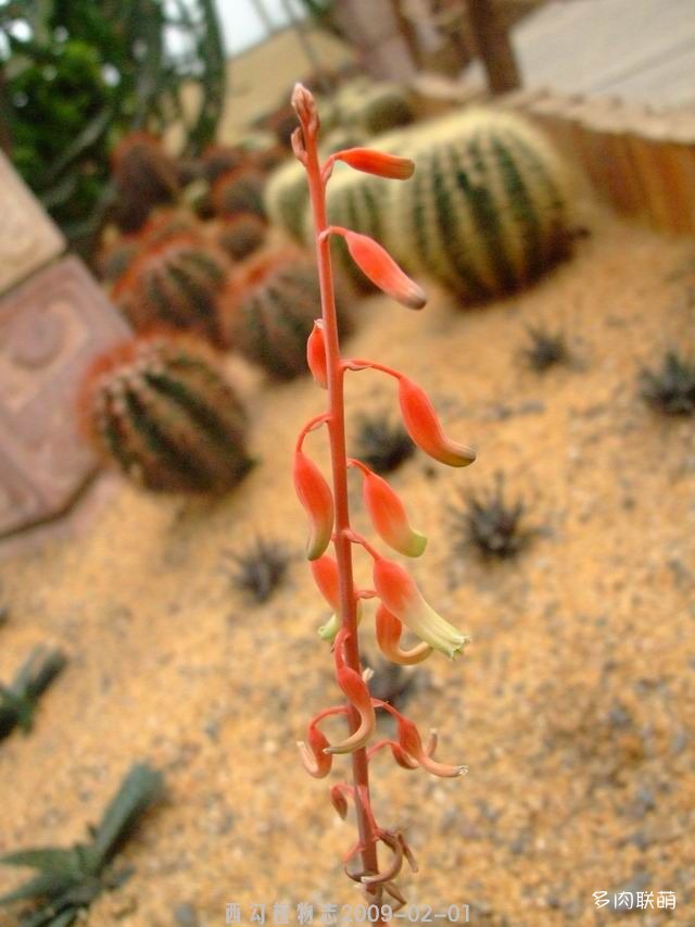 沙鱼掌属花特征