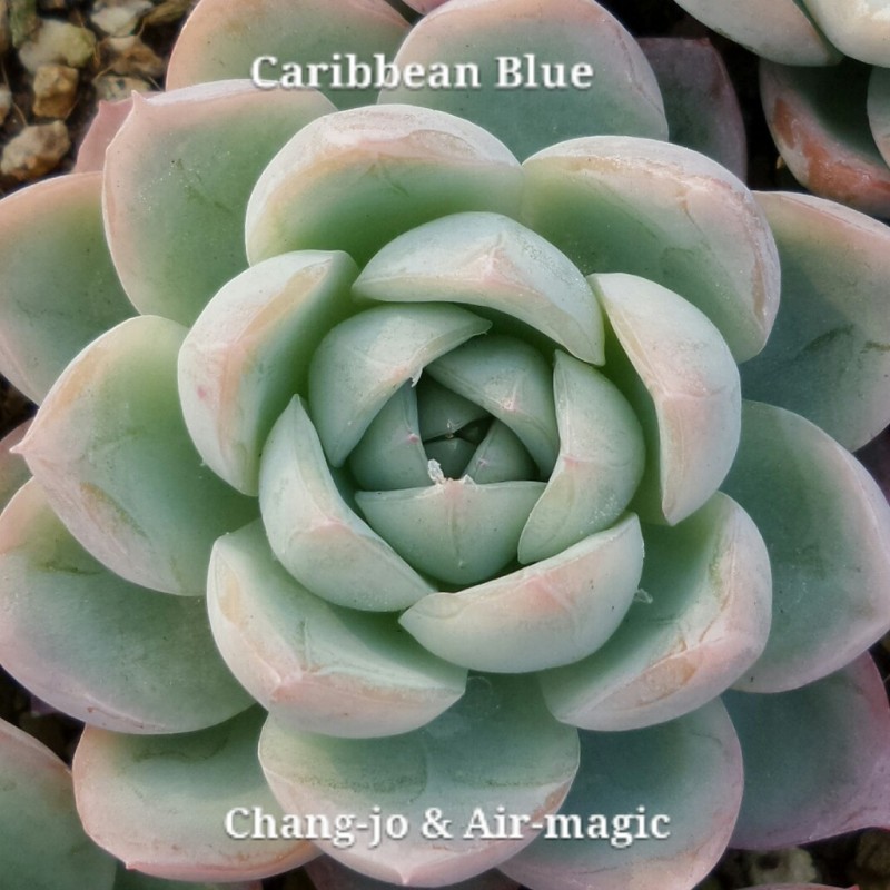 Echeveria 'Caribbean Blue' 加勒比海蓝