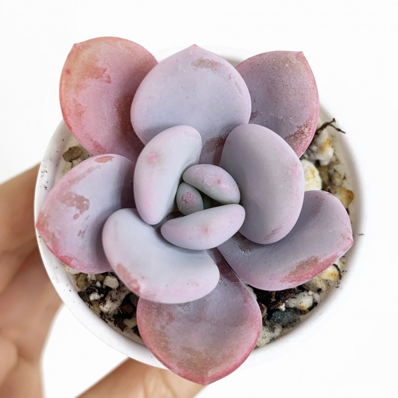 Graptoveria Lala