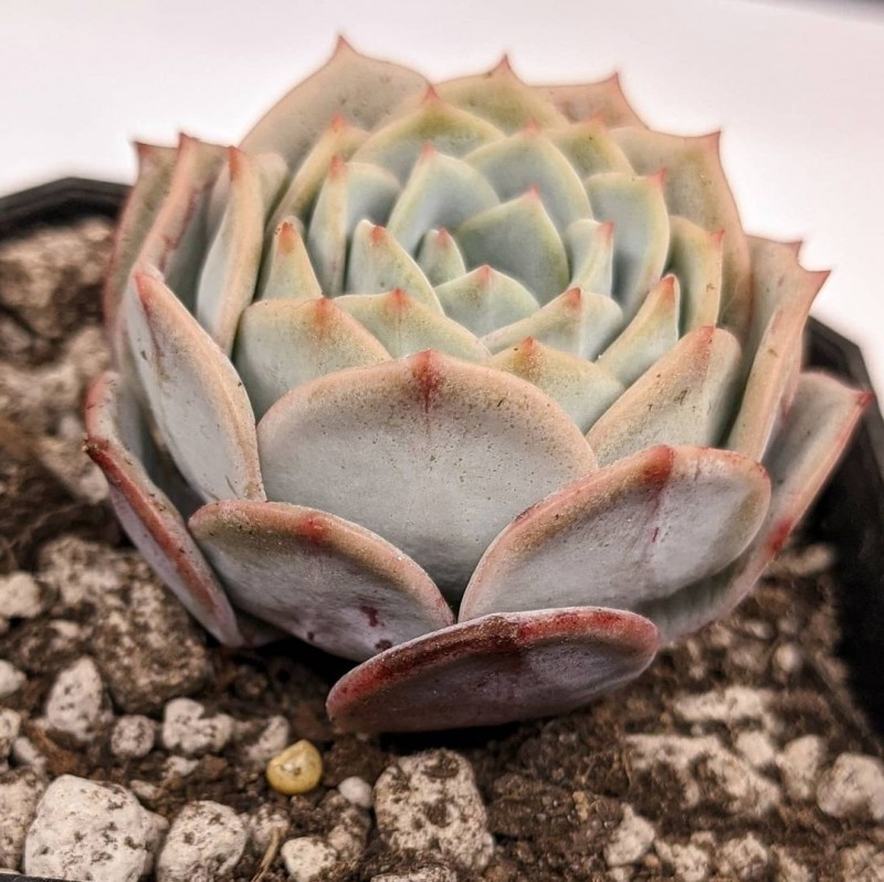 Echeveria 'Captain Lee'