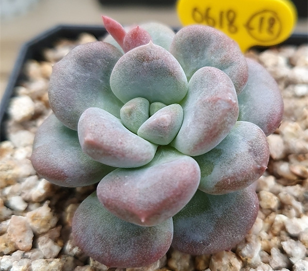 Echeveria 'Lepe' 雪莲杂露娜莲