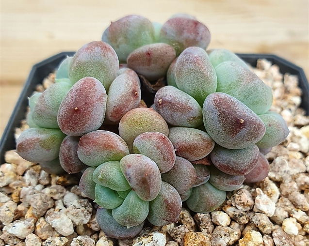 Echeveria 'Lepe' 雪莲杂露娜莲