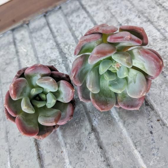 Echeveria 'Lepe' 雪莲杂露娜莲