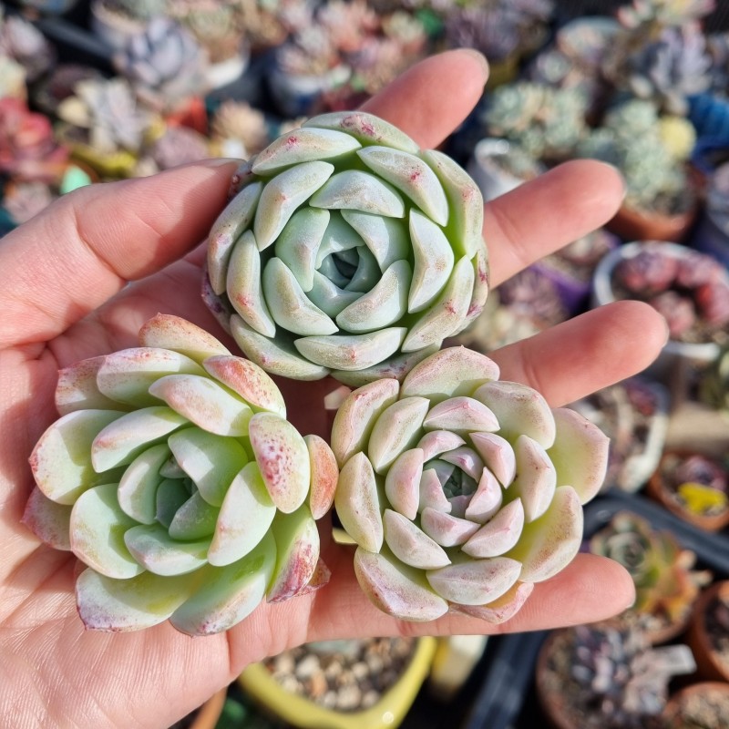 白百何 Echeveria 'White Lily'