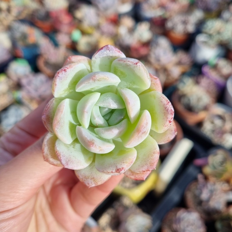 白百何 Echeveria 'White Lily'