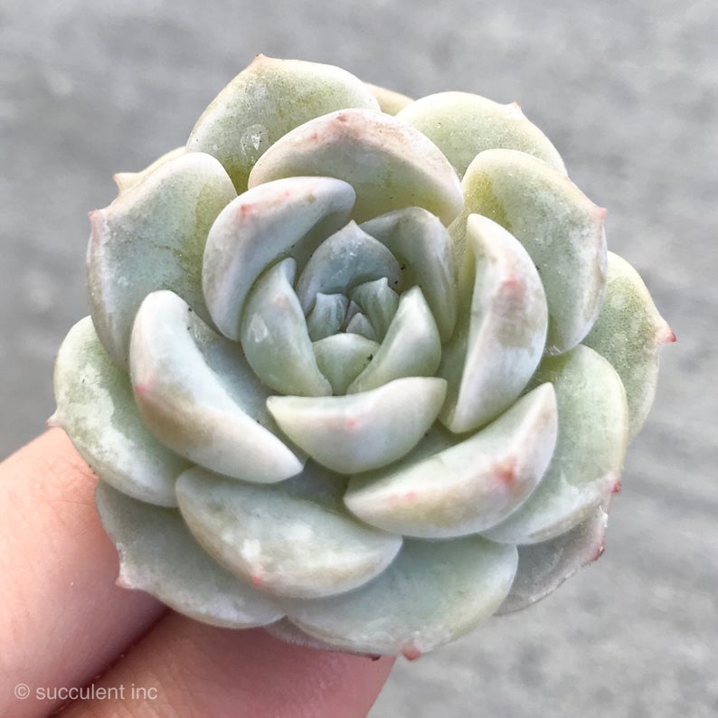 白百何 Echeveria 'White Lily'