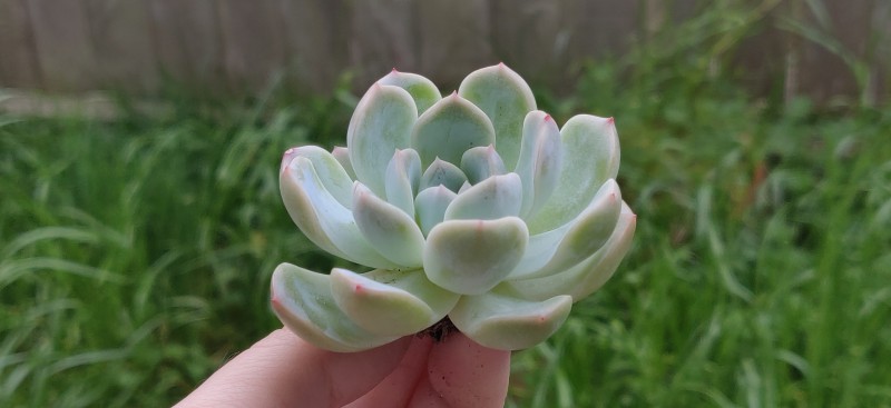 白百何 Echeveria 'White Lily'