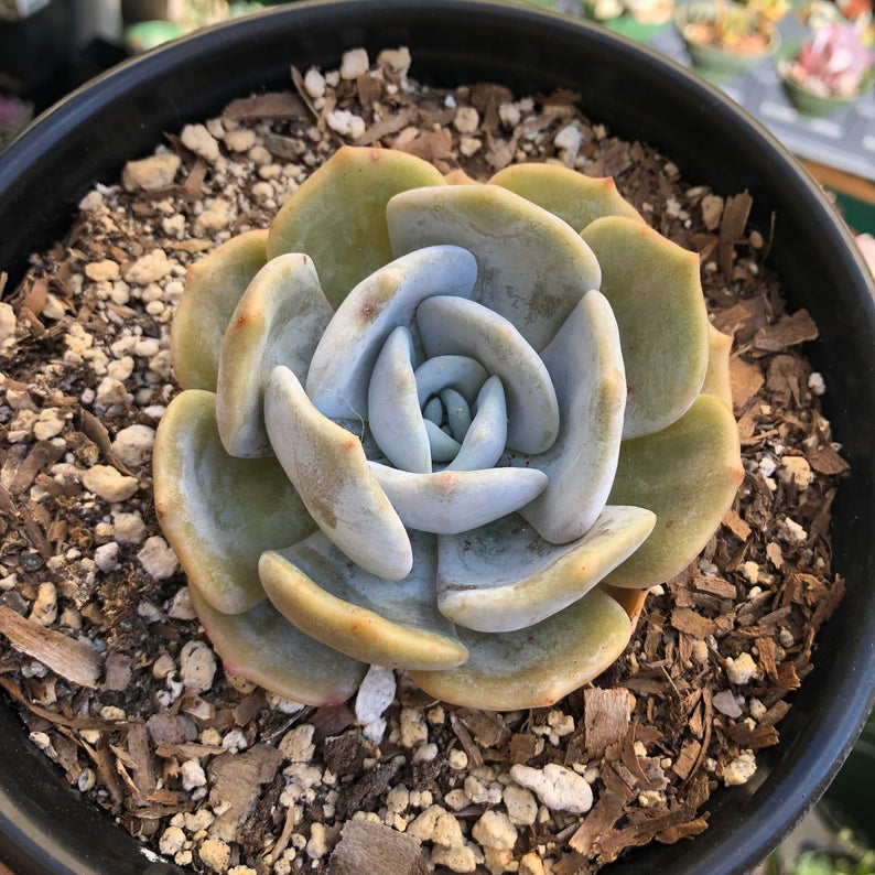 月球尘埃  Echeveria 'Moon Dust'