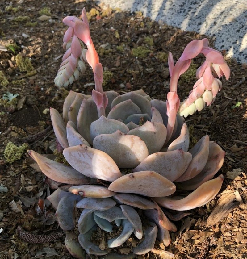 月球尘埃  Echeveria 'Moon Dust'