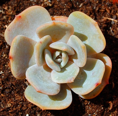 月球尘埃 Echeveria 'Moon Dust'