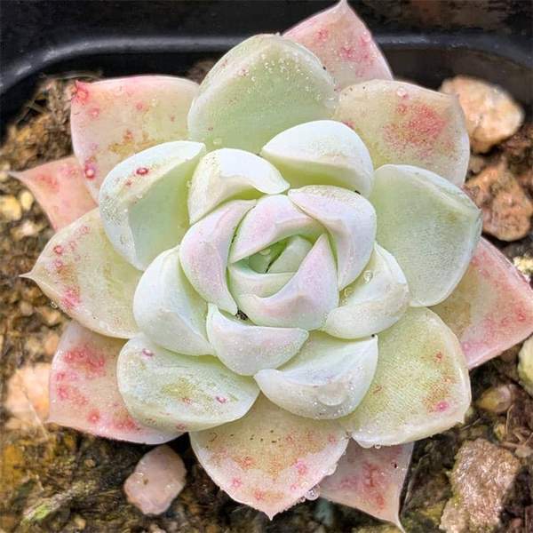 奶油玫瑰