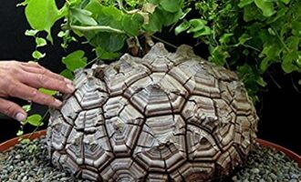 好养省心的的南非龟甲龙