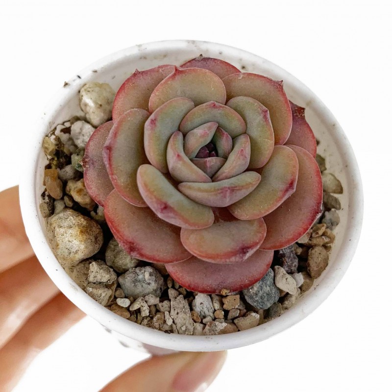 echeveria Soul Mint