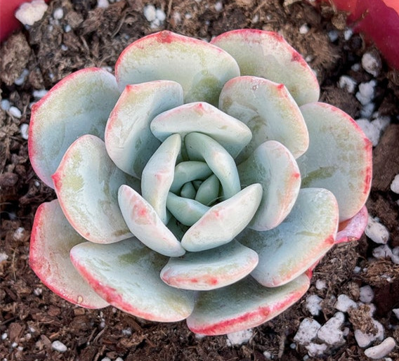 echeveria Soul Mint