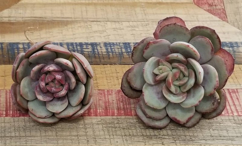 echeveria Soul Mint