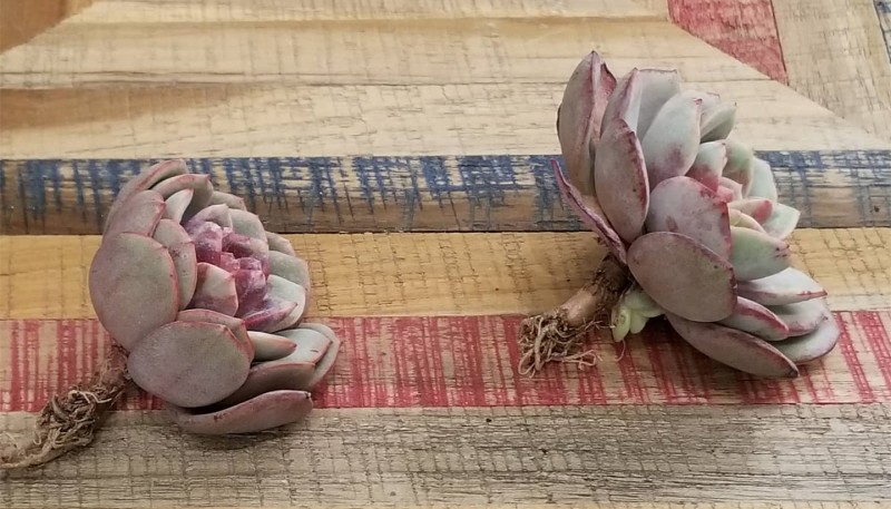 echeveria Soul Mint