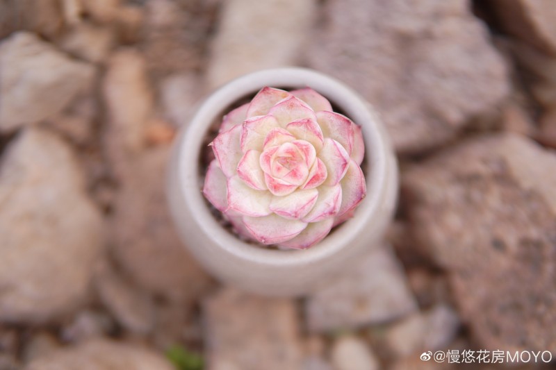 桃熏女王