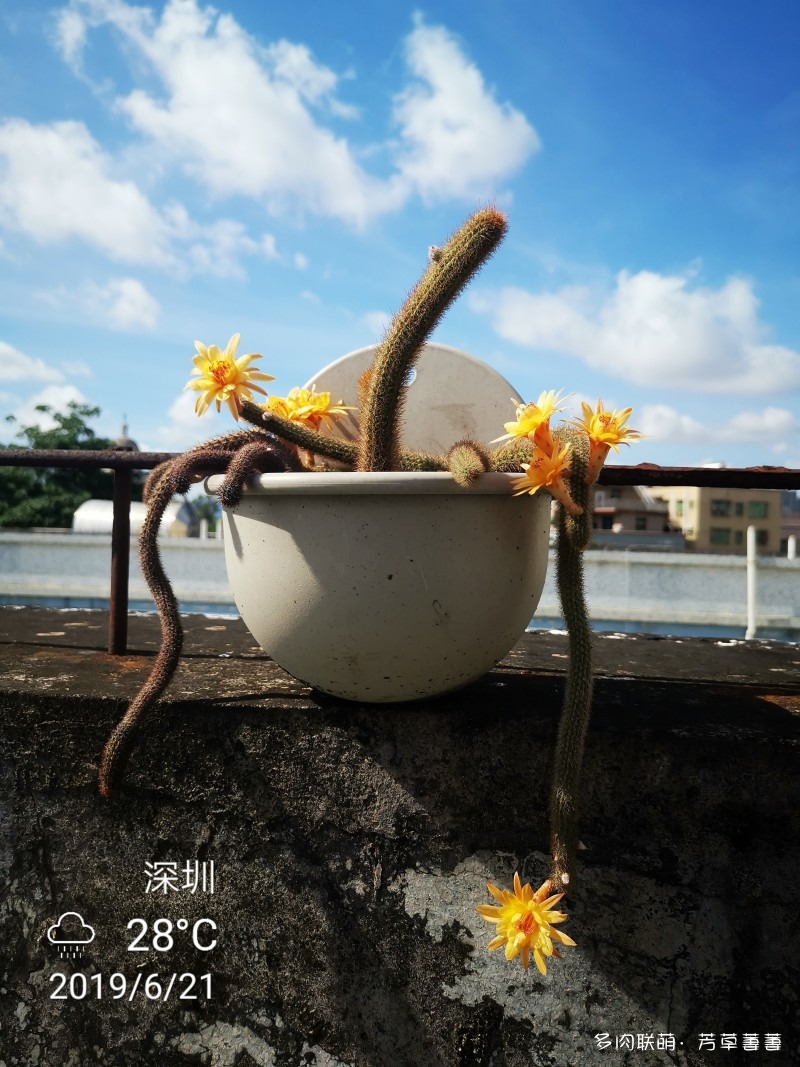 黄金钮开花史