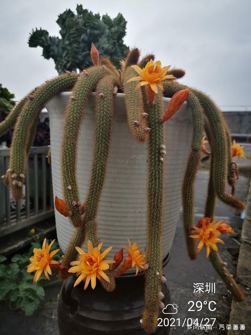黄金钮开花史