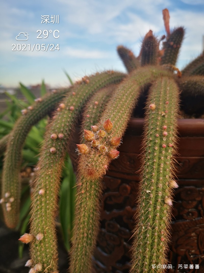 黄金钮开花史