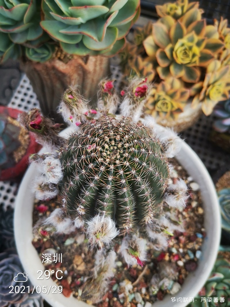 黄金钮开花史