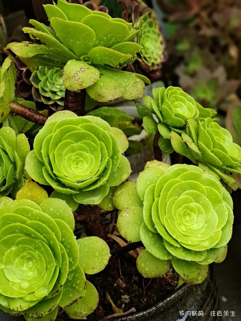 山东临沂，夏天的法师