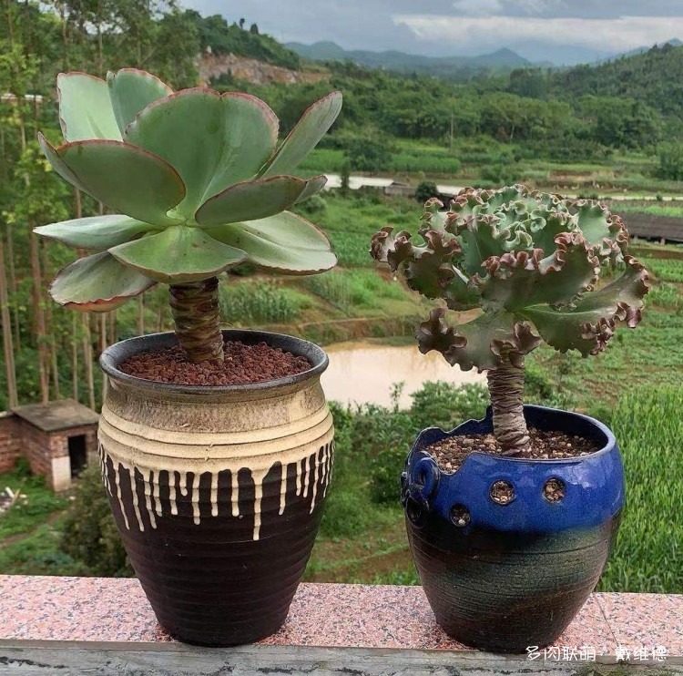 夏天，不同地区的多肉状态