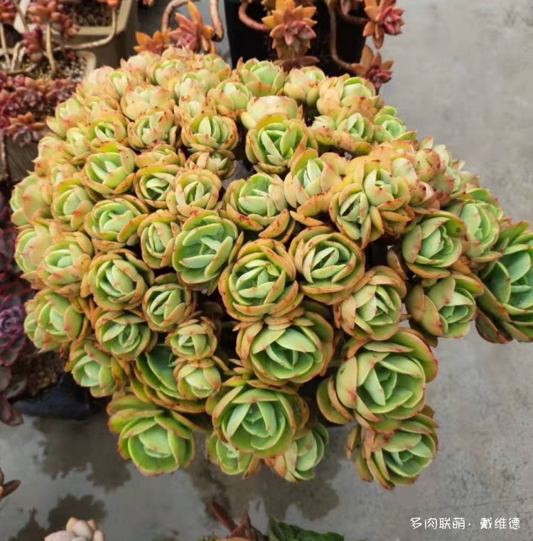 夏天，不同地区的多肉状态