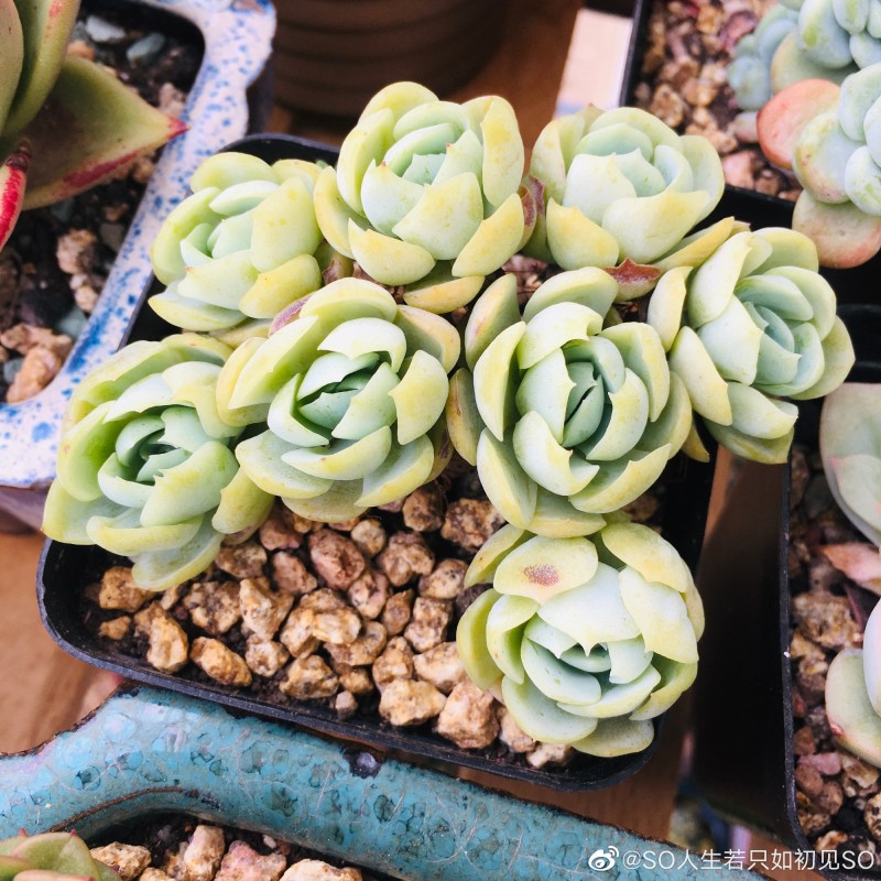 胭脂贝瑞