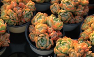 胭脂贝瑞