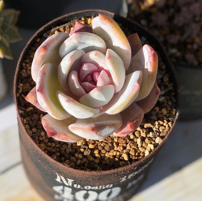 Echeveria 'Tromso'