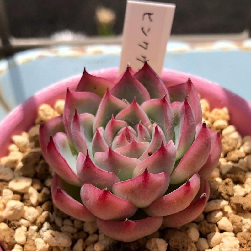 粉色水晶 Echeveria ‘Pink Crystal’