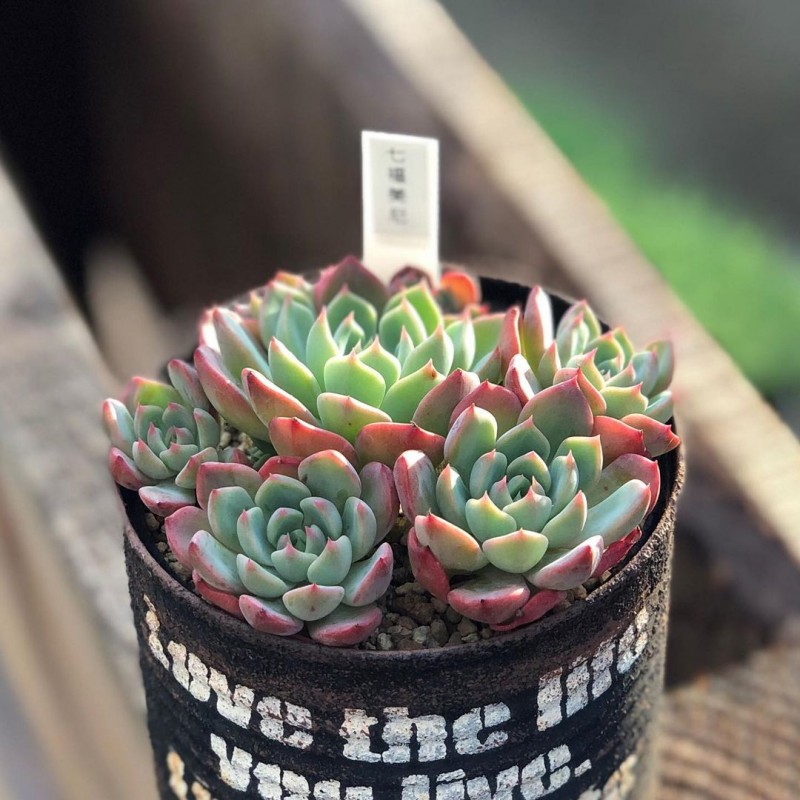 七福美尼Echeveria sitifukumiama