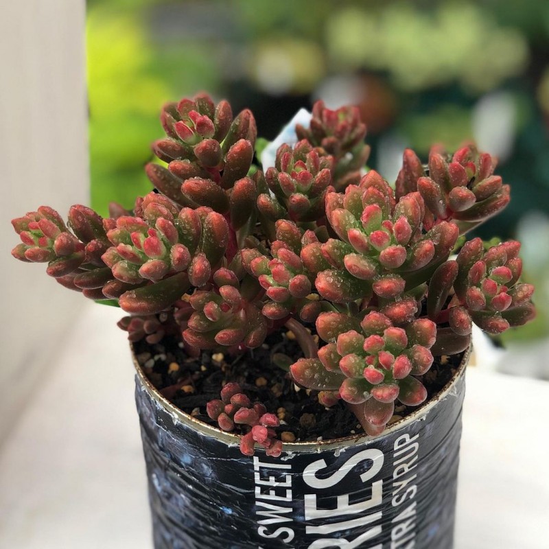 Sedum 'Orange Dream'