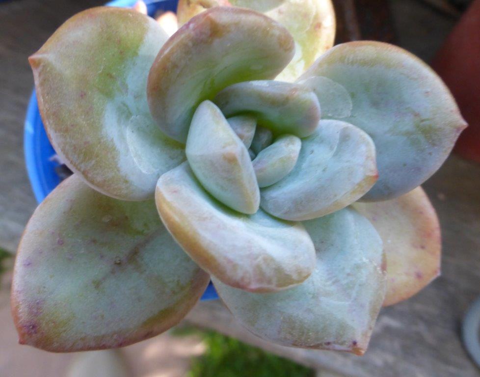 雪莲系多肉 xSedeveria 'Adriana'