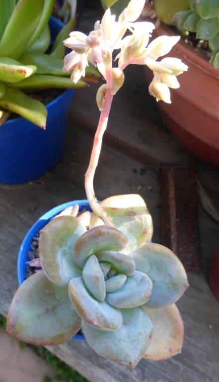 雪莲系多肉 xSedeveria 'Adriana'